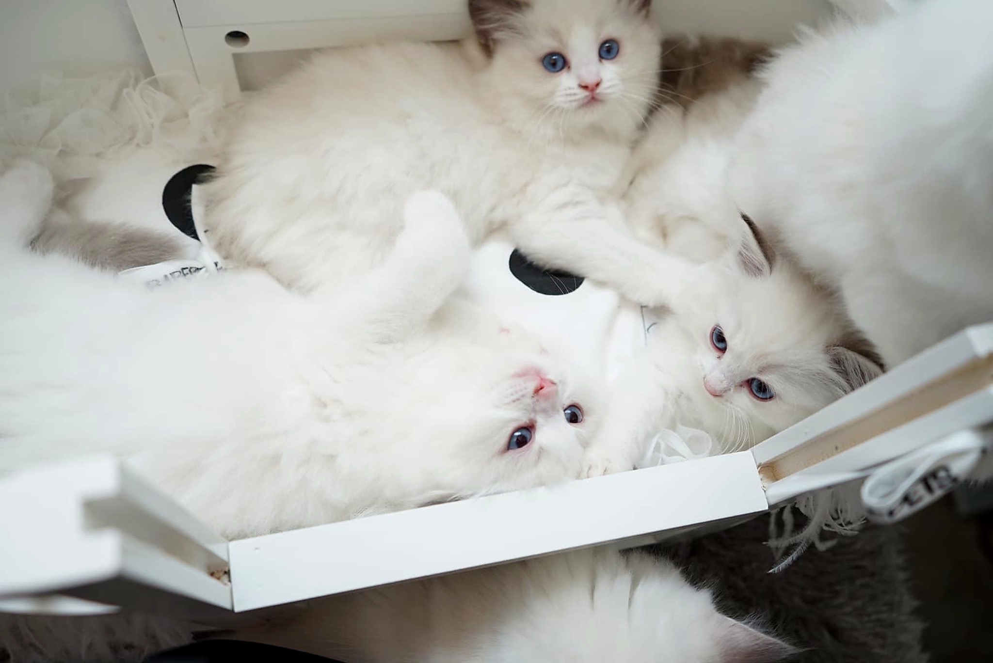 Ragdoll kittens resting together in a clean home cattery