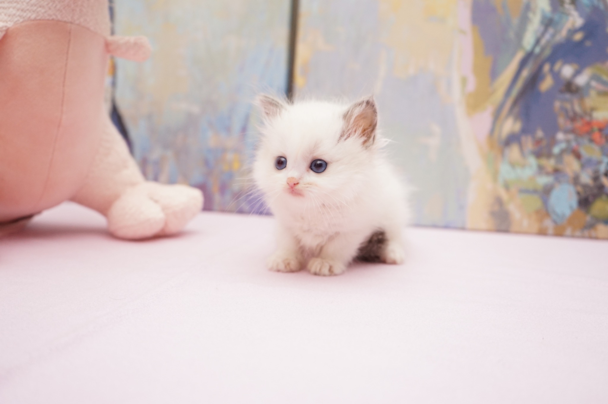 Reserved Blue Point Bicolor Female Ragdoll kitten