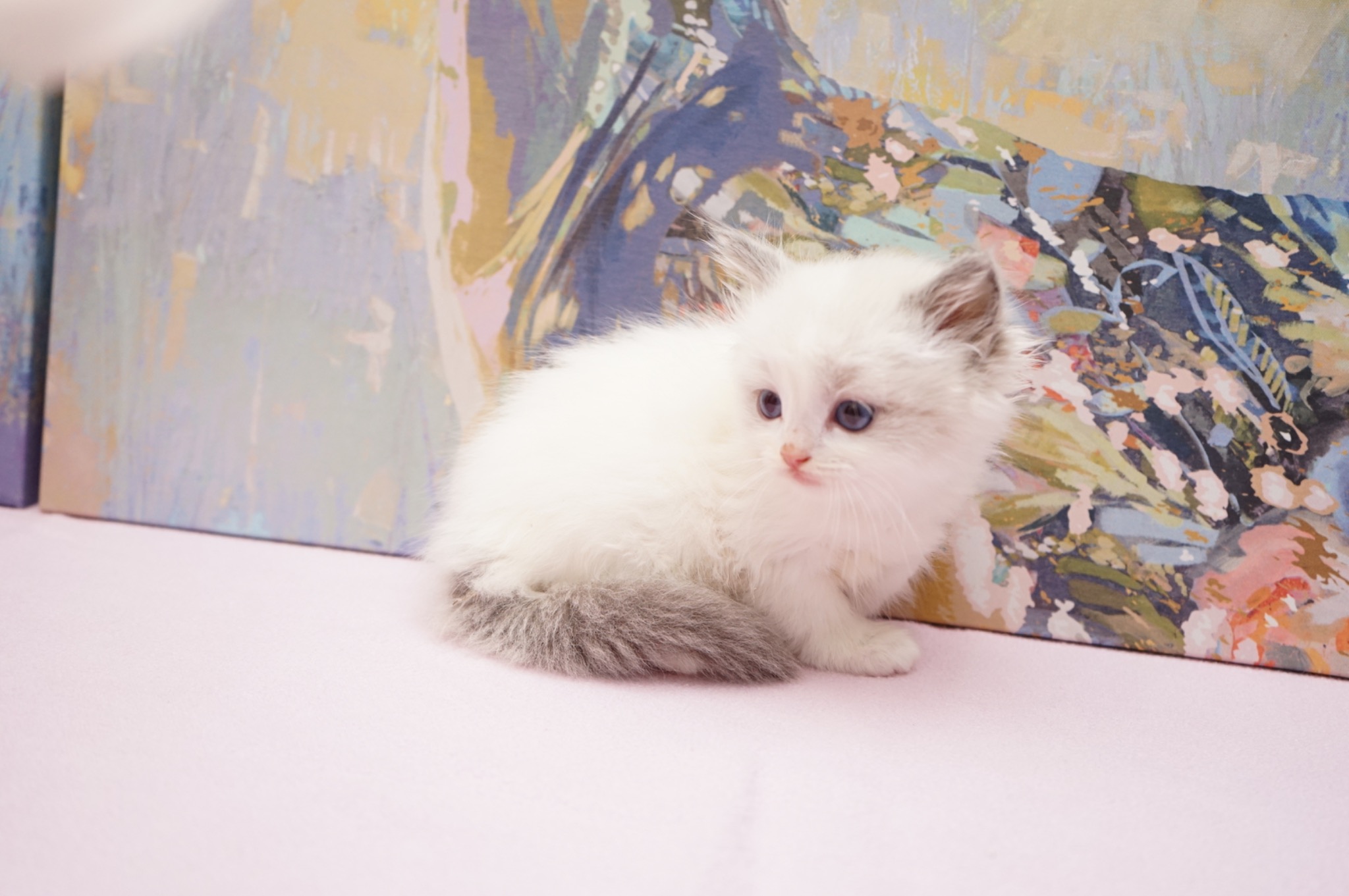 Available Blue Point Bicolor Male Ragdoll kitten