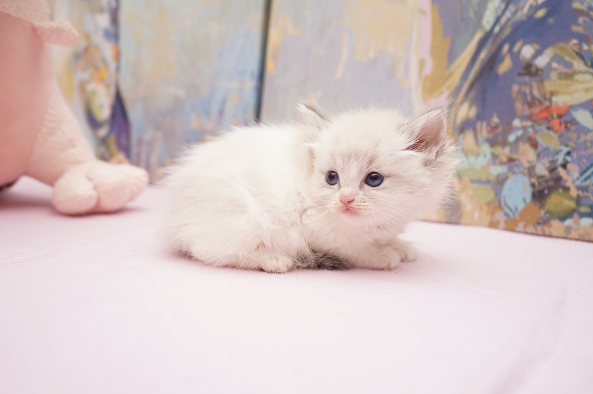 Reserved Blue Point Lynx Bicolor Male Ragdoll kitten