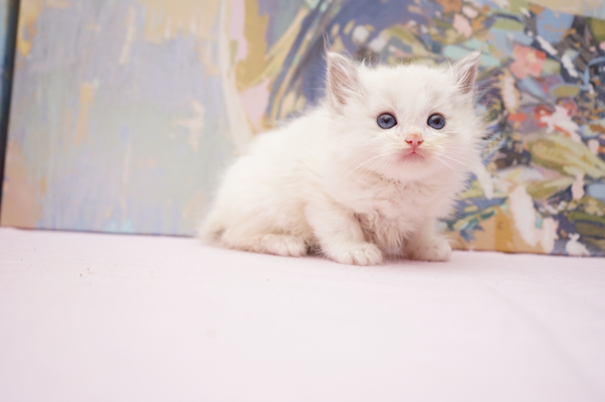 Available Blue Point Bicolor Male Ragdoll kitten