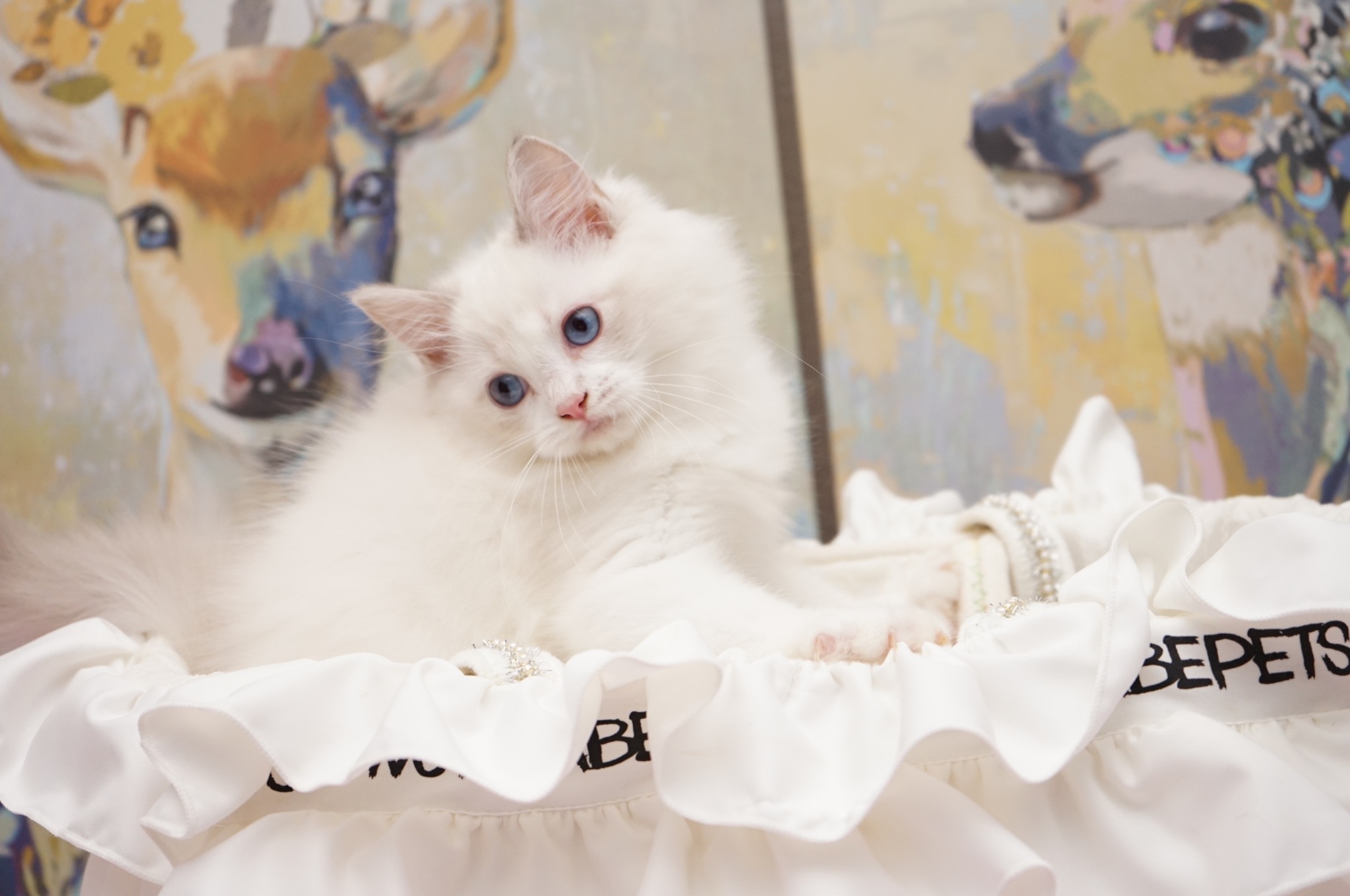 Available Blue Lynx Bicolor Male Ragdoll kitten