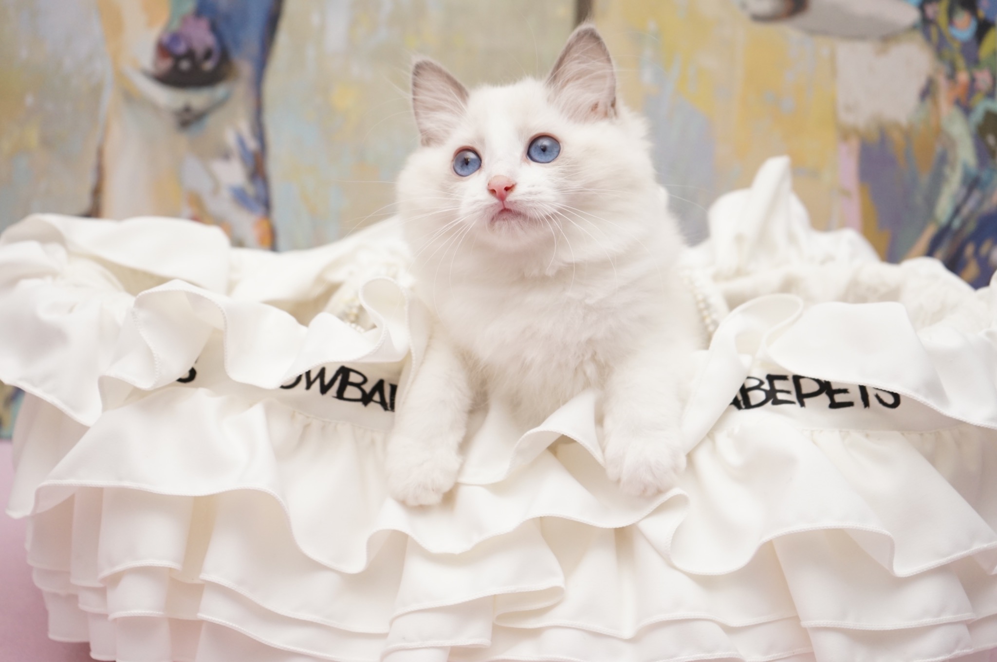 Available Blue Point Bicolor Female Ragdoll kitten