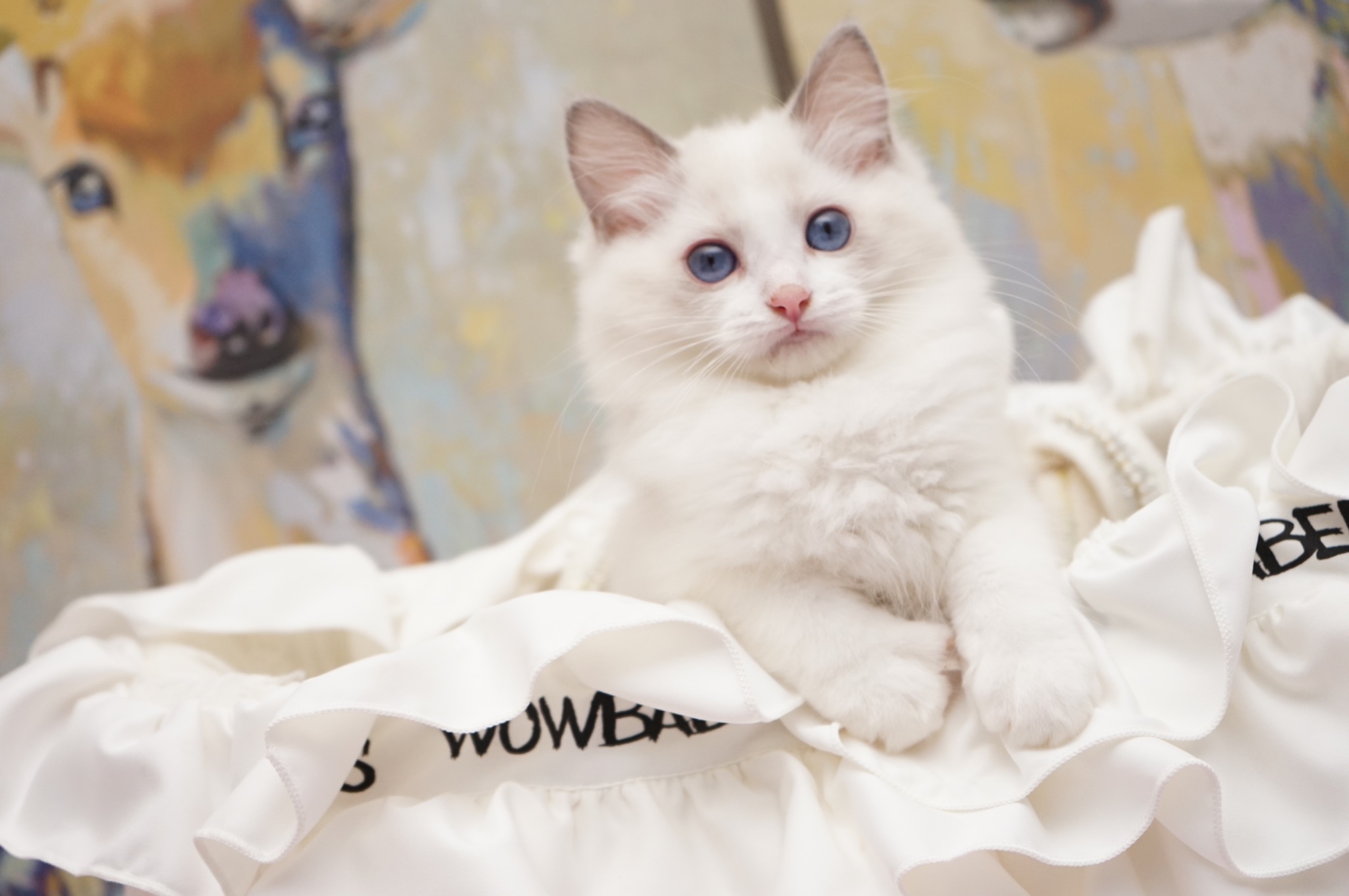 Available Blue Point Bicolor Female Ragdoll kitten