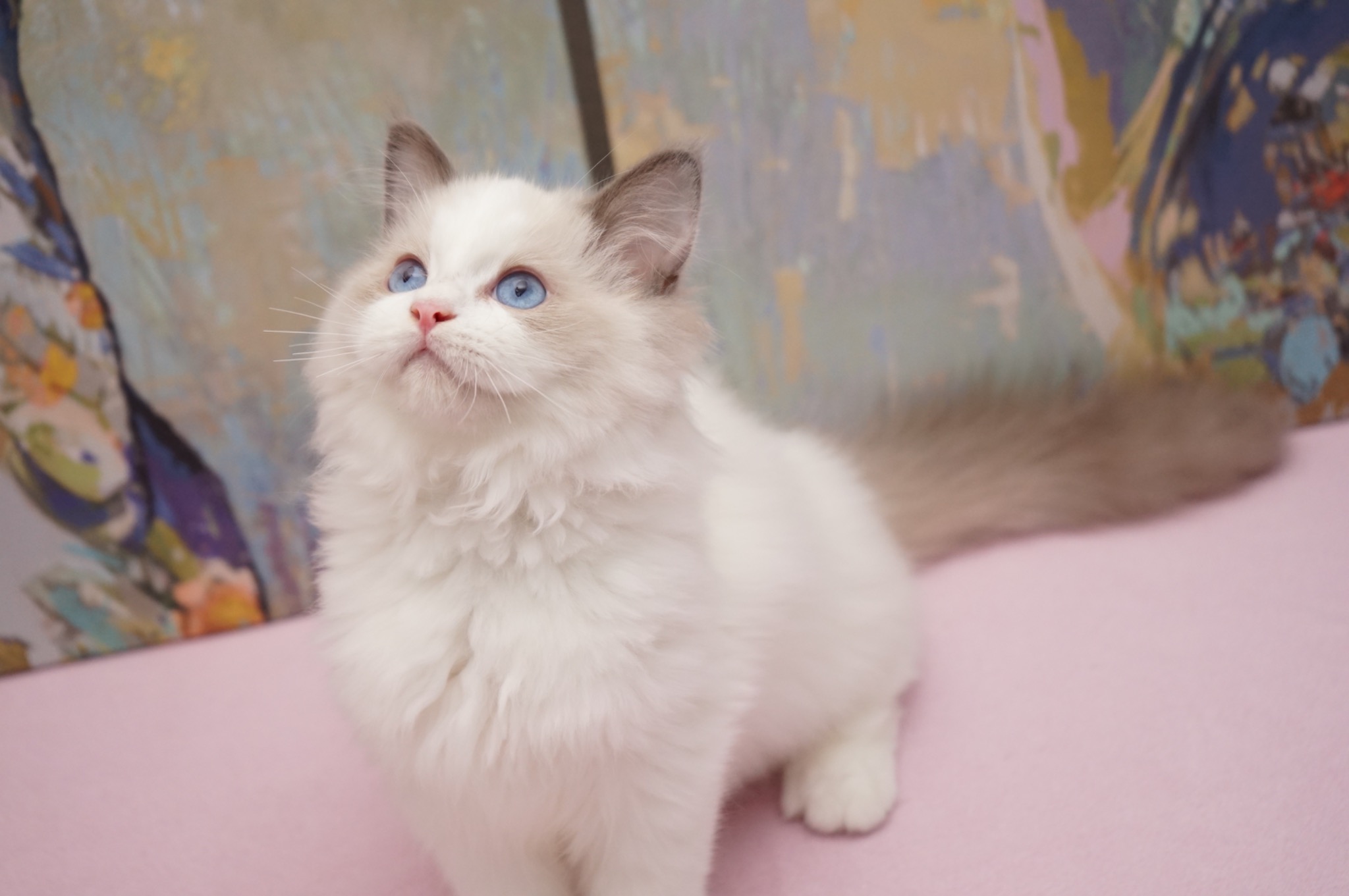 Reserved Blue Bicolor Male Ragdoll kitten