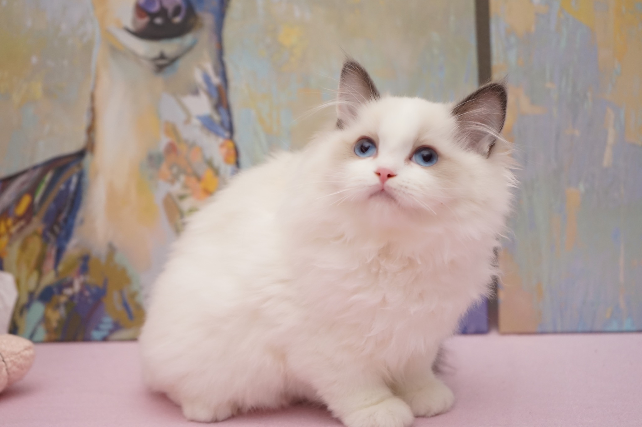 Sold Blue Bicolor Female Ragdoll kitten
