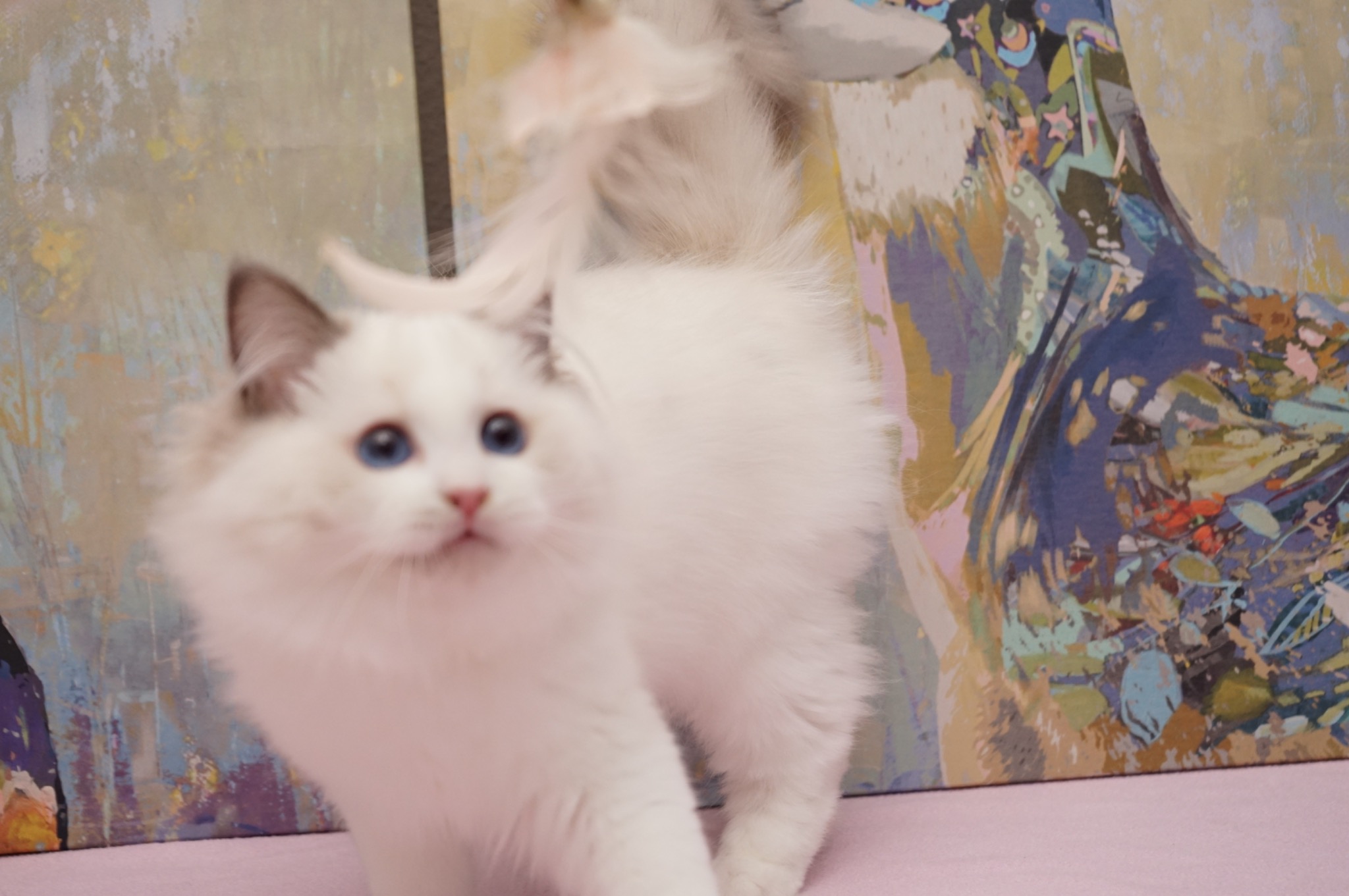 Reserved Blue Bicolor Male Ragdoll kitten