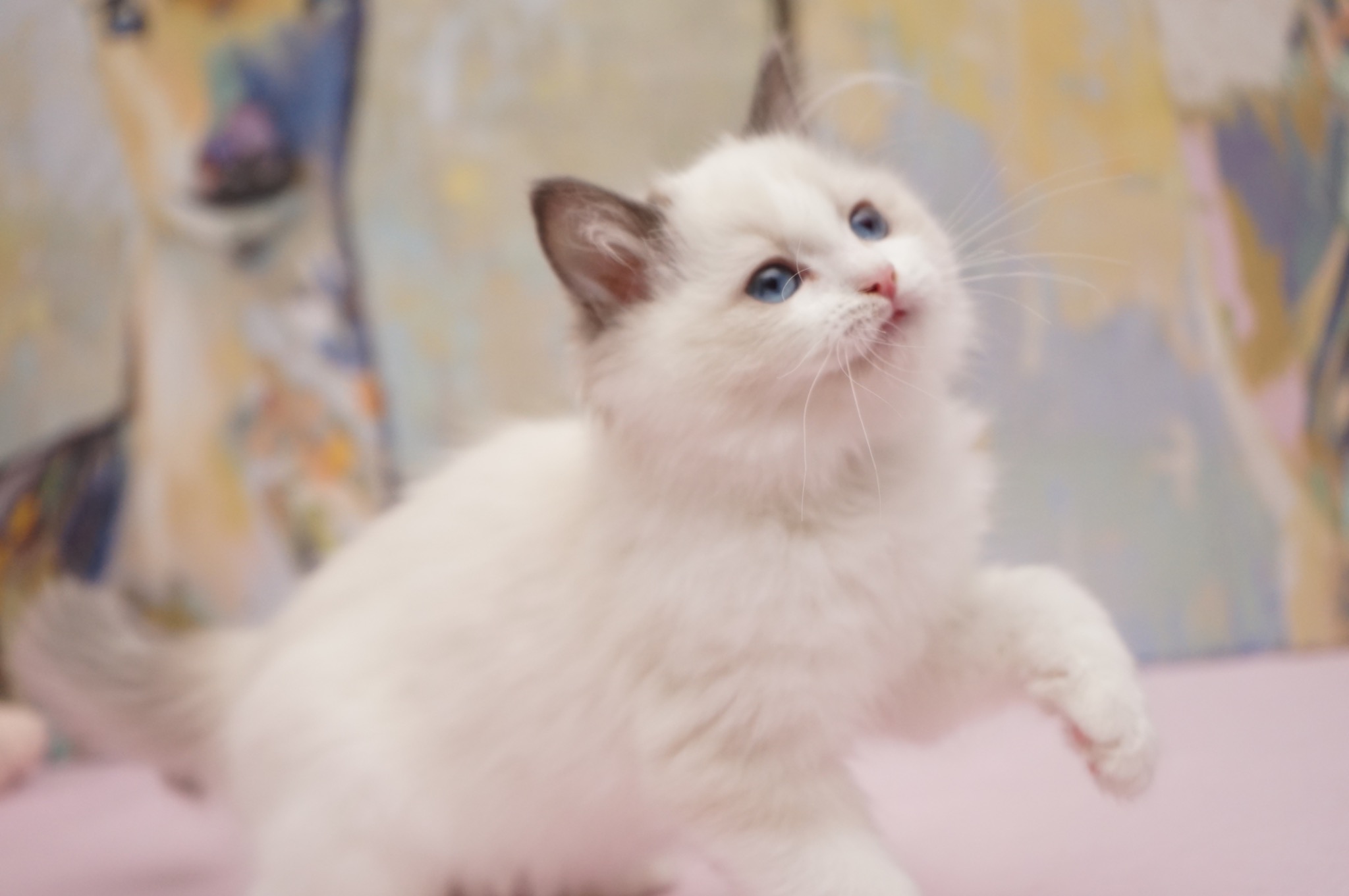 Reserved Blue Bicolor Male Ragdoll kitten