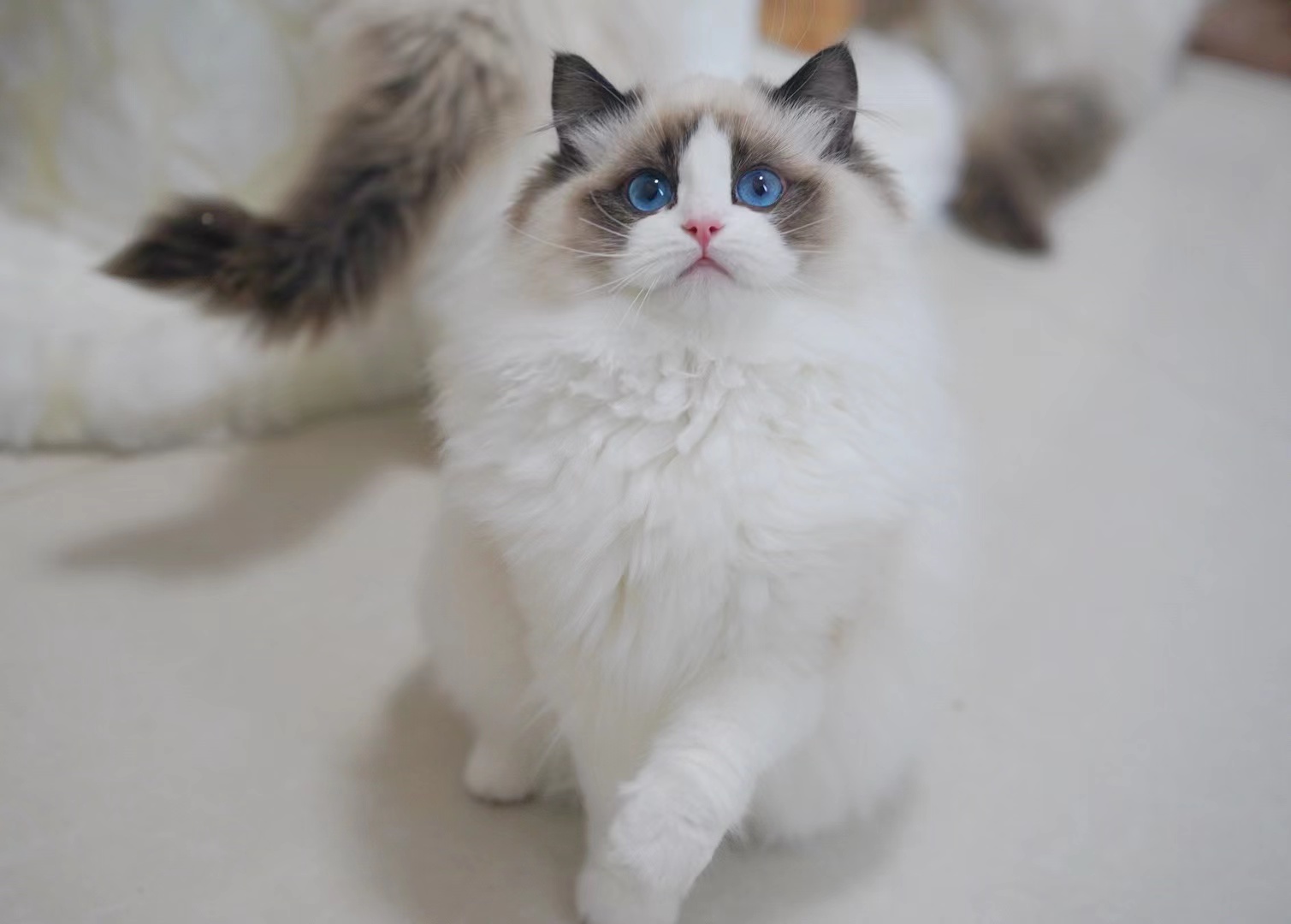 Beautiful Seal Point Bicolor Ragdoll cat with blue eyes