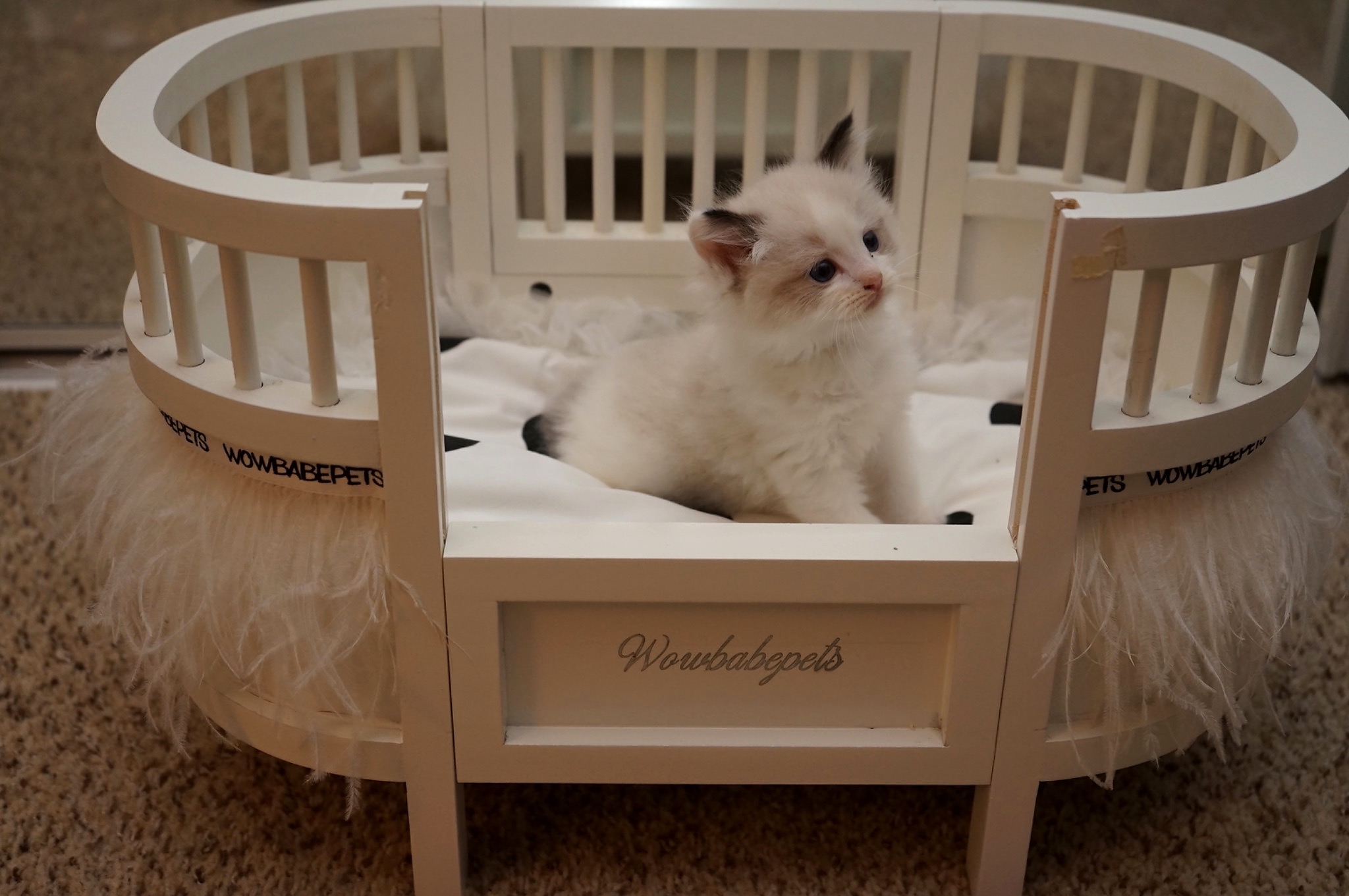 Reserved Seal Point Bicolor Female Ragdoll kitten