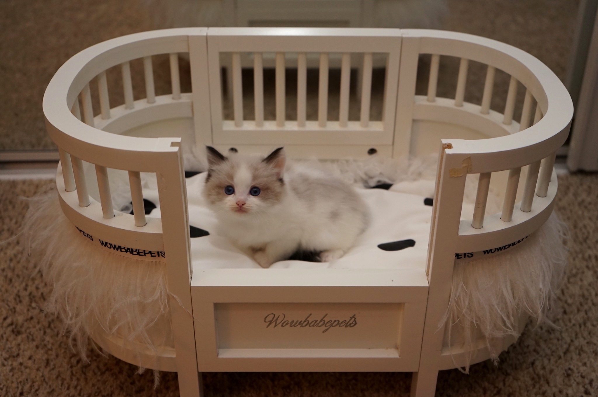 Reserved Seal Point Bicolor Male Ragdoll kitten