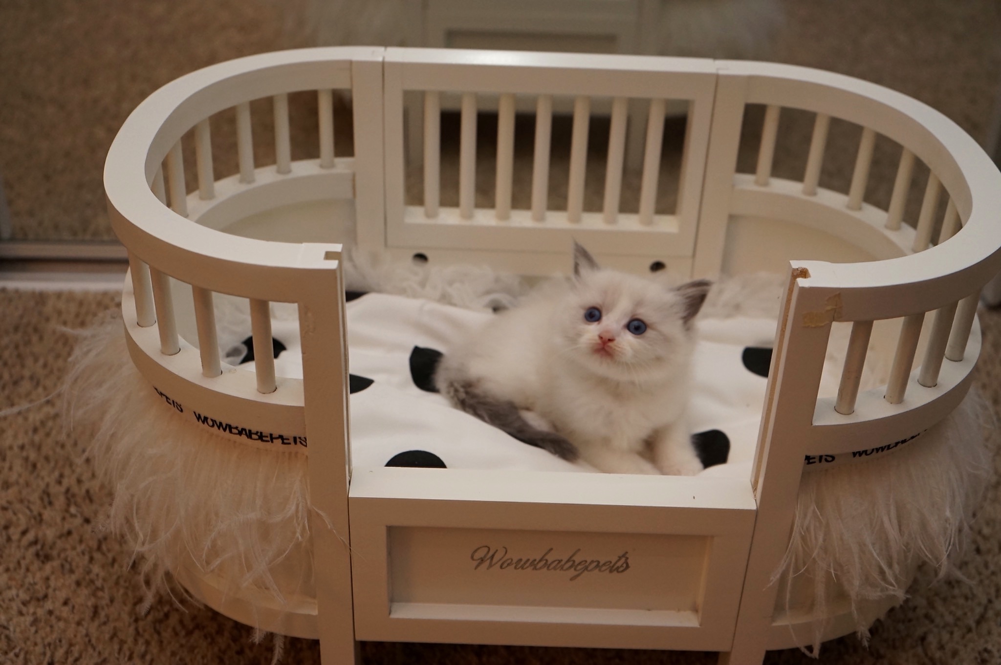 Reserved Blue Point Bicolor Male Ragdoll kitten