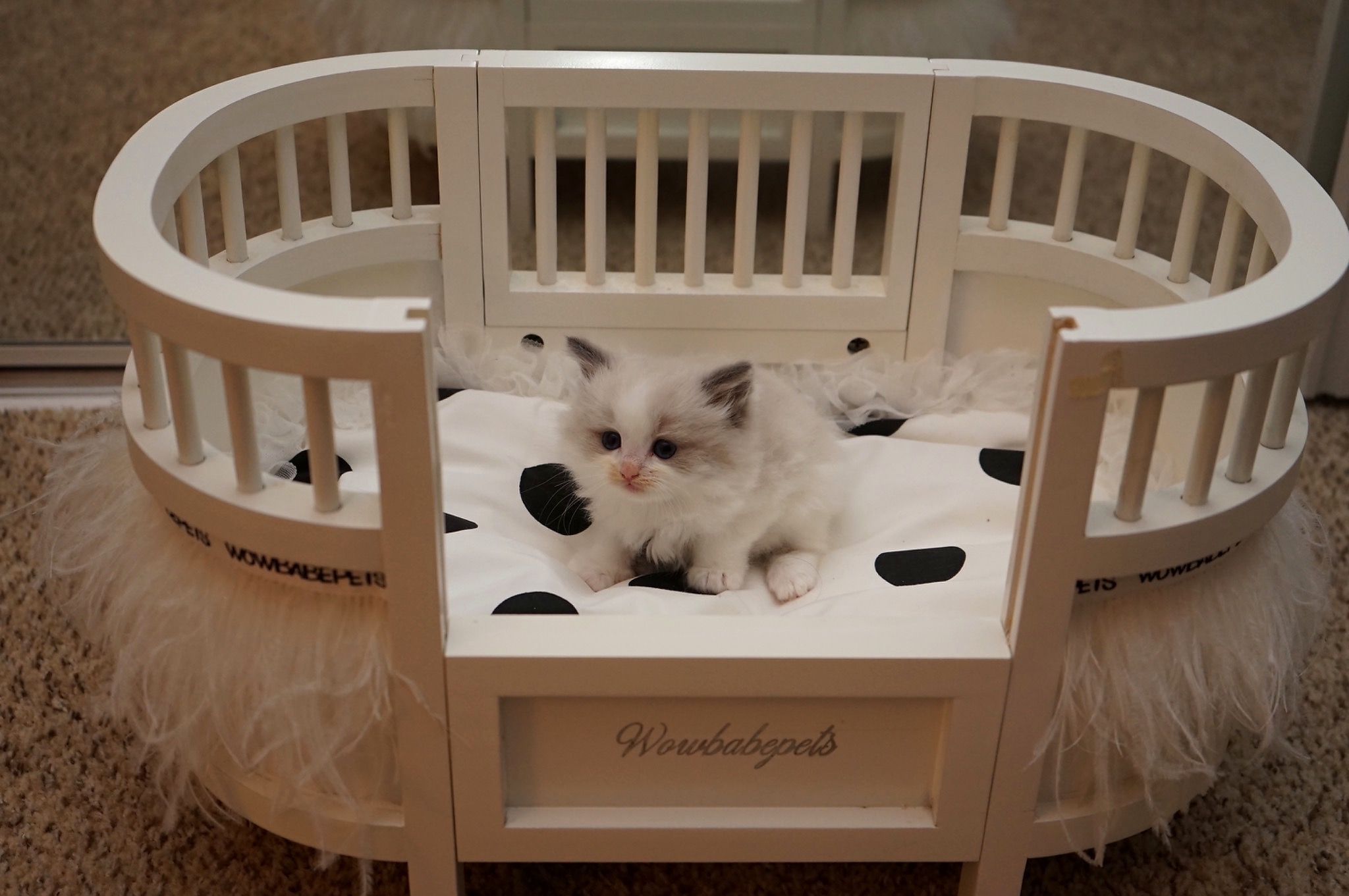 Reserved Seal Point Bicolor Male Ragdoll kitten